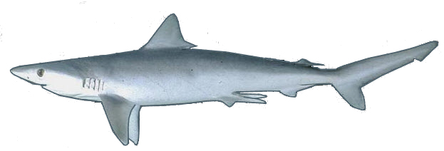 Rhizoprionodon acutus_03.jpg